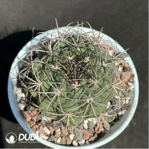 1756114093-1-2068.webp Cactus-Gymnocalycium saglionis (Cels) Britton & Rose - Image 1