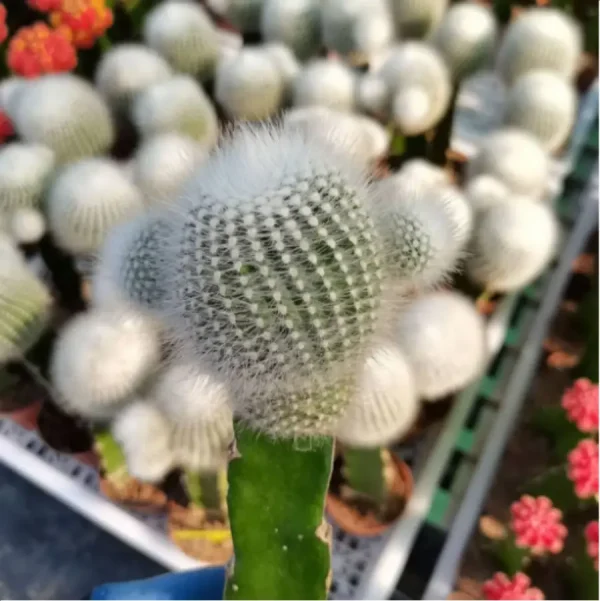 1756114095-1-3078.webp Cactus-white Grafted (60mm) - Image 1