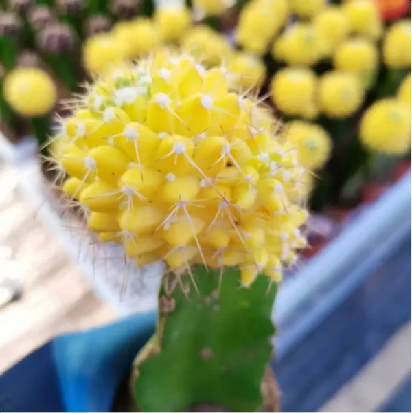 1756114096-1-3077.webp Cactus-yellow Grafted 1 (60mm) - Image 1