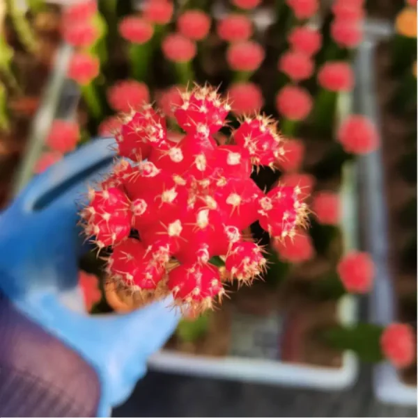 Gymnocalycium mihanovichii (60mm) - Image 1