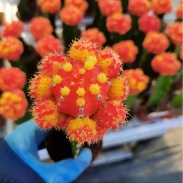 1756114099-1-3075.webp (Grafted)Cactus-multicolou (60mm) - Image 1