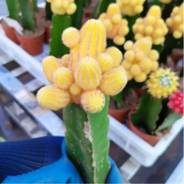 Cactus-Echinopsis Chamaecereus Lutea Yellow Grafted - Image 1