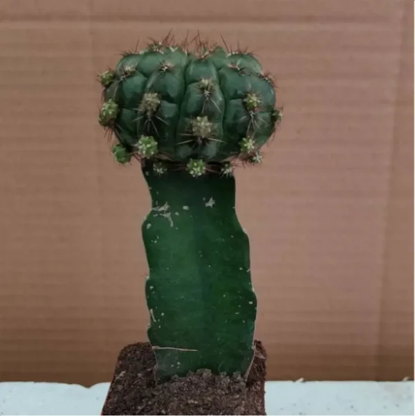 Cactus-green Grafted (60mm) - Image 1