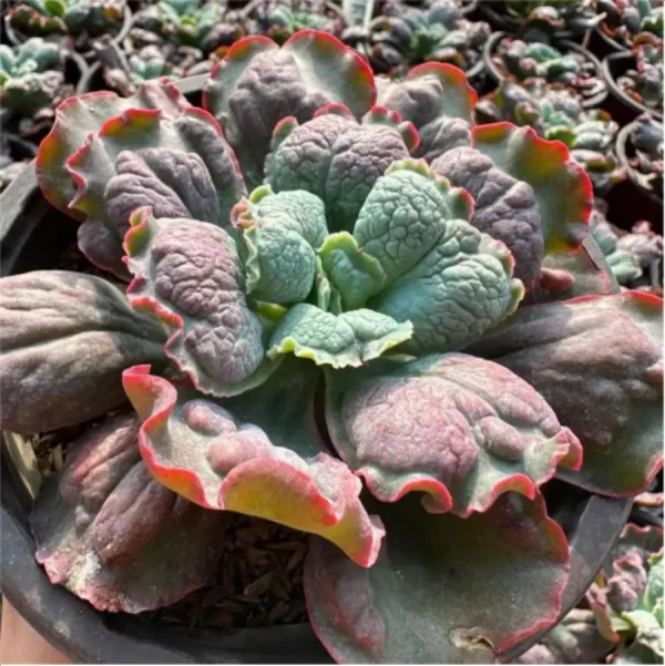 1756114103-1-2566.webp Echeveria Linguas - Image 1
