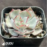 Echeveria Strictiflora - Image 2