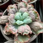 Echeveria Linguas - Image 2