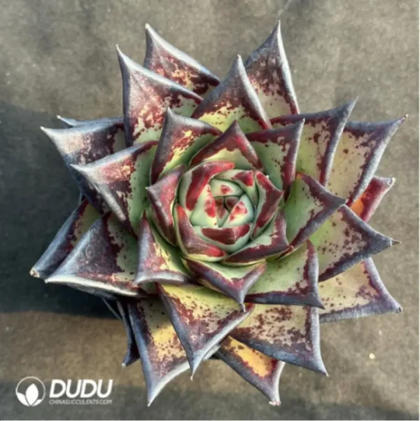 1756114105-1-2978.webp Echeveria Clon - Image 1