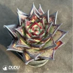 Echeveria Clon - Image 2