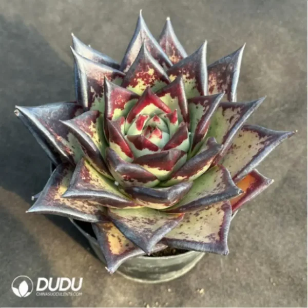 1756114106-2-1987.webp Echeveria Clon - Image 2