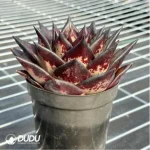 Echeveria Clon - Image 3