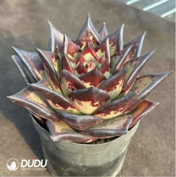 1756114107-4-405.webp Echeveria Clon - Image 4