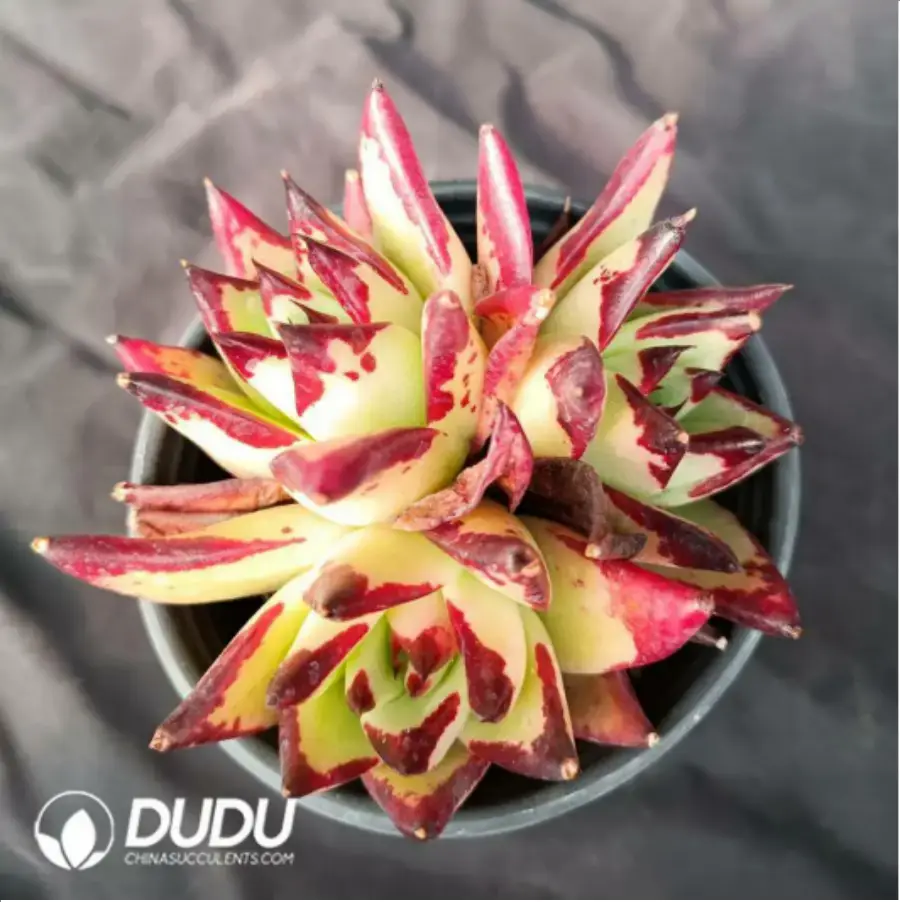 1756114108-1-2588.webp Echeveria Meikuan - Image 1