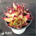 Echeveria Meikuan - Image 2