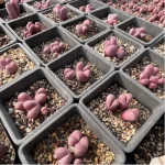 Lithops optica `Rubra` (Price is for 1 head)