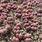 Lithops optica `Rubra` (Price is for 1 head) - Image 2