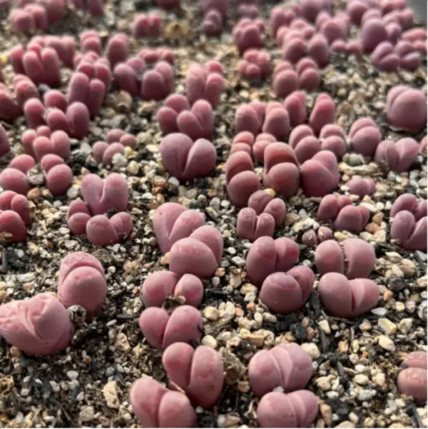 Lithops optica `Rubra` (Price is for 1 head) - Image 2