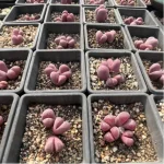 Lithops optica `Rubra` (Price is for 1 head) - Image 3