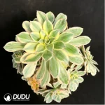 Aeonium brilliant Variegated Cluster