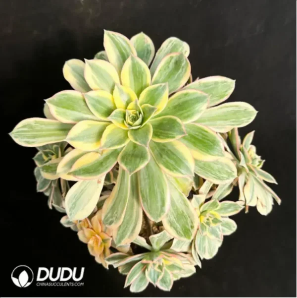 1756114115-1-2595.webp Aeonium brilliant Variegated Cluster - Image 1