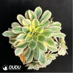 Aeonium brilliant Variegated Cluster - Image 2