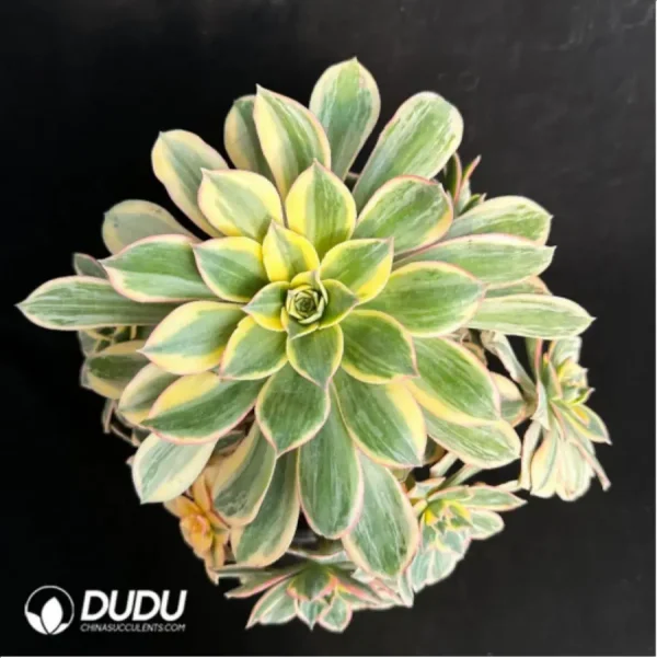 Aeonium brilliant Variegated Cluster - Image 2