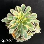 Aeonium brilliant Variegated Cluster - Image 3