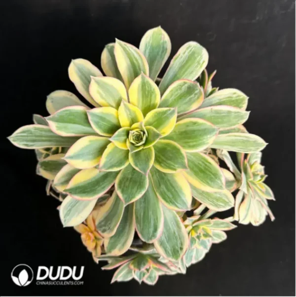 Aeonium brilliant Variegated Cluster - Image 3
