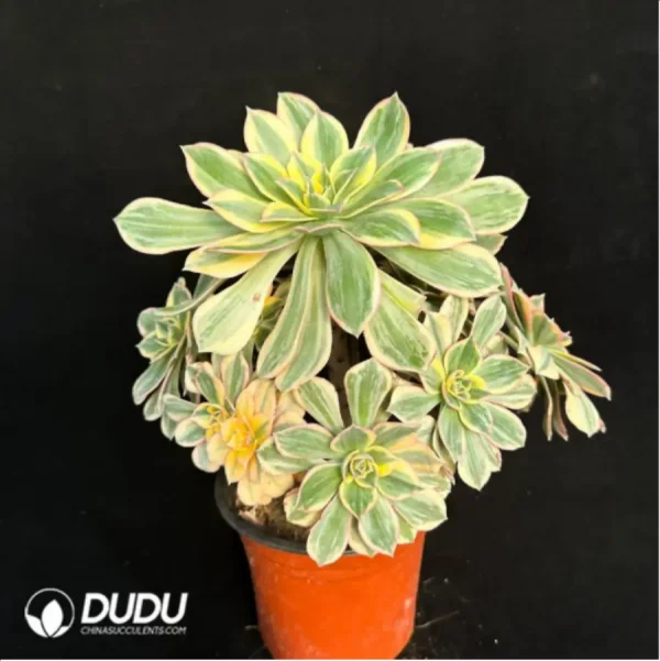 Aeonium brilliant Variegated Cluster - Image 4