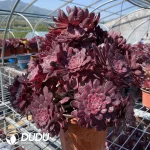 Aeonium ZiXia Variegated Cluster