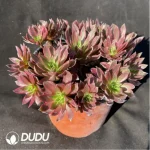 Aeonium 'Phoenix Flame' Variegated Cluster - Image 2