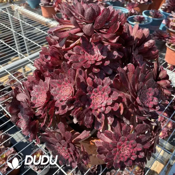 Aeonium ZiXia Variegated Cluster - Image 2