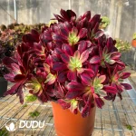 Aeonium wedding dress variegated cluster