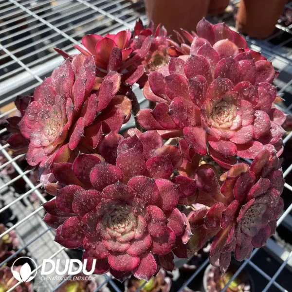 Aeonium Yu Ji Variegated Cluster - Image 1