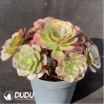 Aeonium Linlang variegated cluster - Image 2