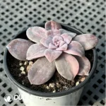 Graptopetalum Graptopetalumpentandrum ssp. superbum variegated