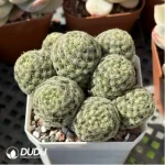 Cactus-Mammillaria schiedeana subs. giselae