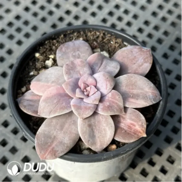 Graptopetalum Graptopetalumpentandrum ssp. superbum variegated - Image 2