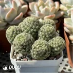 Cactus-Mammillaria schiedeana subs. giselae - Image 2