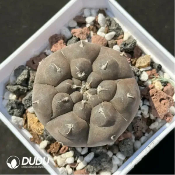 1756114162-1-2194.webp Cactus-Gymnocalycium prochazkianum - Image 1