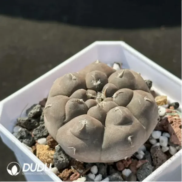 1756114163-2-1428.webp Cactus-Gymnocalycium prochazkianum - Image 2