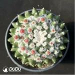 Cactus-Mammillaria bucareliensis erusamu