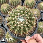 (Seed Grown)Cactus-Parodia herteri