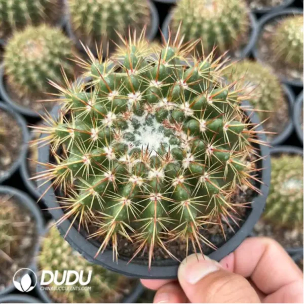 (Seed Grown)Cactus-Parodia herteri - Image 1