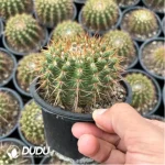 (Seed Grown)Cactus-Parodia herteri - Image 2