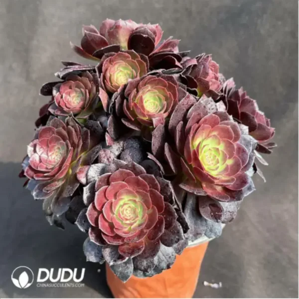 Aeonium Black Devil - Image 2