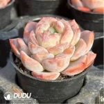 Echeveria Snow Tower - Image 4