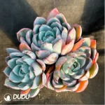 Hera Clustering - Image 2