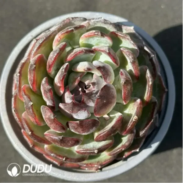 1756114175-1-3004.webp Blueberry - Image 1