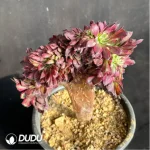 Aeonium Mardi Gras variegated Cristate