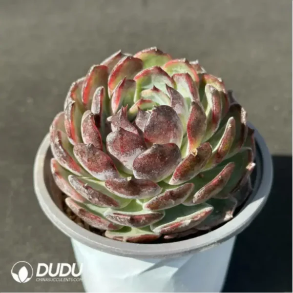 1756114176-2-2009.webp Blueberry - Image 2